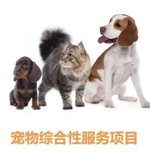 2025年冷门创业项目有哪些？最赚钱的冷门生意有什么？